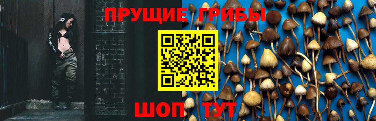 Псилоцибиновые грибы GOLDEN TEACHER Сокол